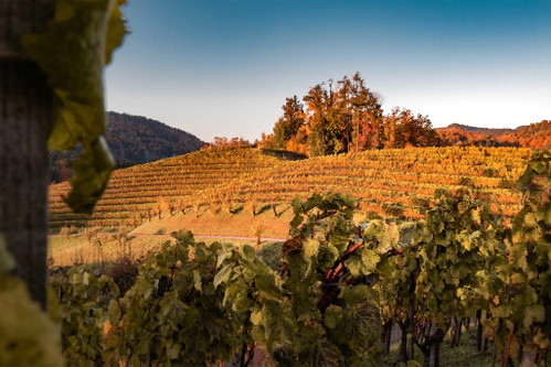 Das Weingut oberGuess.