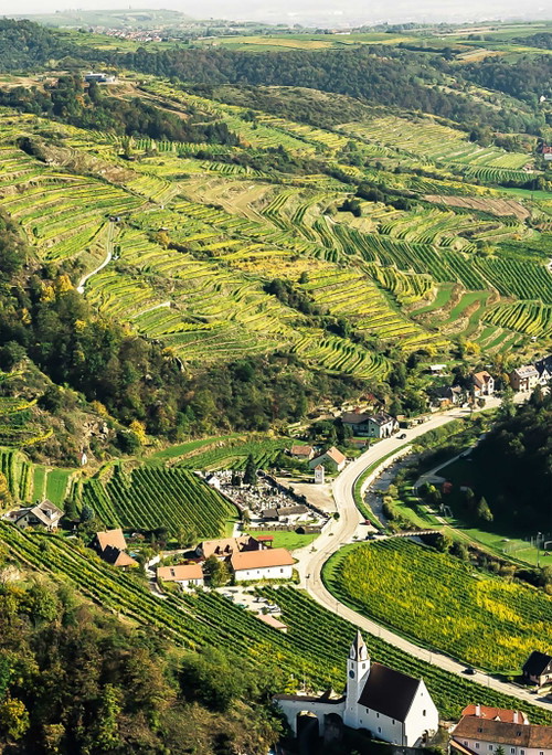 In den terrassierten Weingärten unterhalb der Burgruine Senftenberg im Kremstal wachsen tolle Rieslinge und Veltliner.