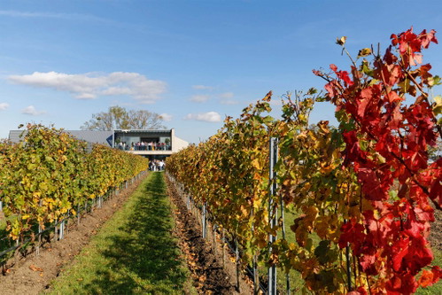 Das Weingut Esterházy.