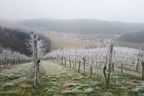 Franz Gölles ist großer Eisweinfan. Aus seinem Riesling versucht er, wenn es die Witterung zulässt, den begehrten Süßwein herzustellen. 