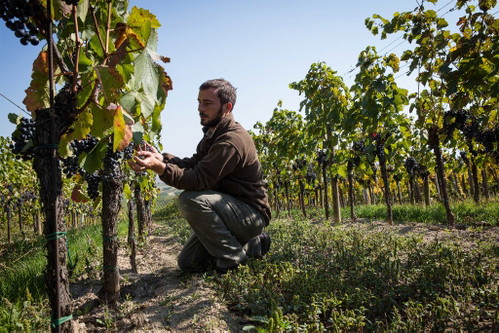 Weingut Prieler. Georg Prieler ist mit seinem Blaufränkisch von der Ried Goldberg und der Ried Marienthal im Jahrhundertwein vertreten.