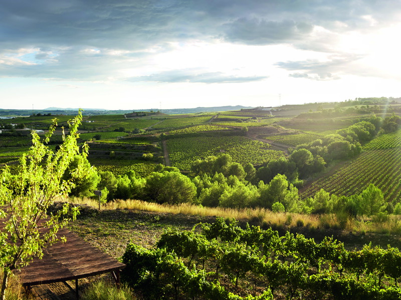 The vineyards of the Gramona estate are largely privately-owned and cultivated organically, with some plots even managed along biodynamic principles.