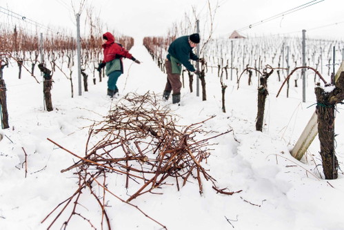 Der Rebschnitt ist die erste Arbeit der Weinbauern zu Beginn des neuen Jahres. Er ist ein maßgeblicher Faktor für den Erfolg im Vegetationsjahr.