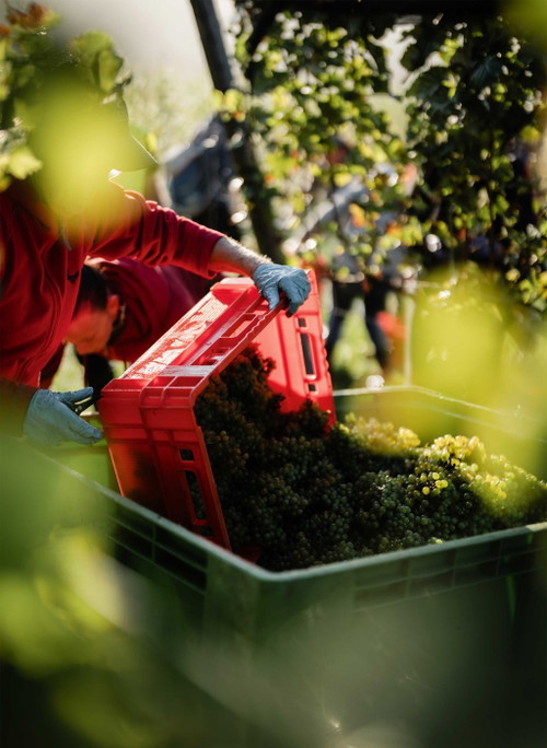 Das Weingut Tement.