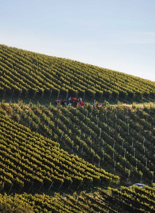 Bald nach der Weinernte werden am Weingut Tement die einzelnen Weingärten evaluiert. Sind die Böden zu mager, wird Kompost ausgebracht.