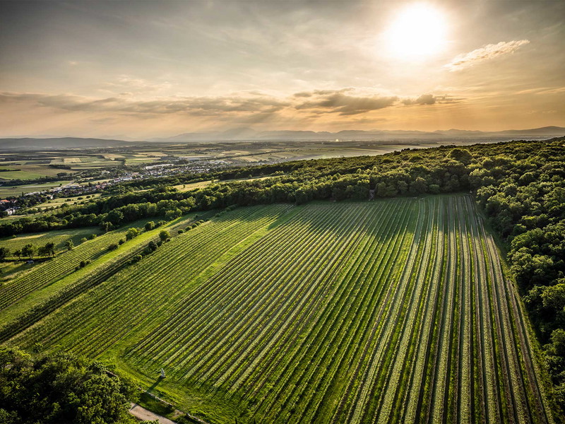 Weingut Kollwentz: Der von der Ried Glagsatz am Leithagebirge stammende Chardonnay trägt den alten Namen »Gloria«. 