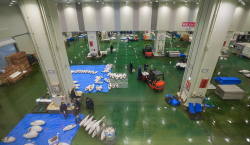 Der Toyosu-Markt besteht aus drei Hauptgebäuden, von denen jedes eine andere Rolle erfüllt: Das Gebäude für den Fischereigroßmarkt bringt japanische und internationale Anbieter an einem zentralen Ort zusammen. Von hier aus verkaufen sie Fisch und andere Meeresprodukte an örtliche Händler.