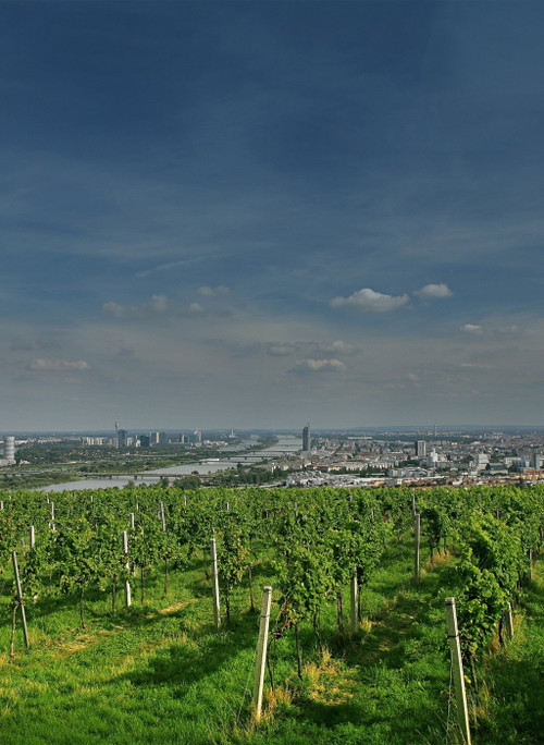 Der Nussberg mit Blick über Wien. 