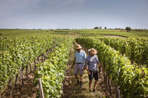 Weingut Johannes Zang aus Sommerach: Der Silvaner »Natur« legte enorm zu – fast 1,5 Punkte in drei Tagen.