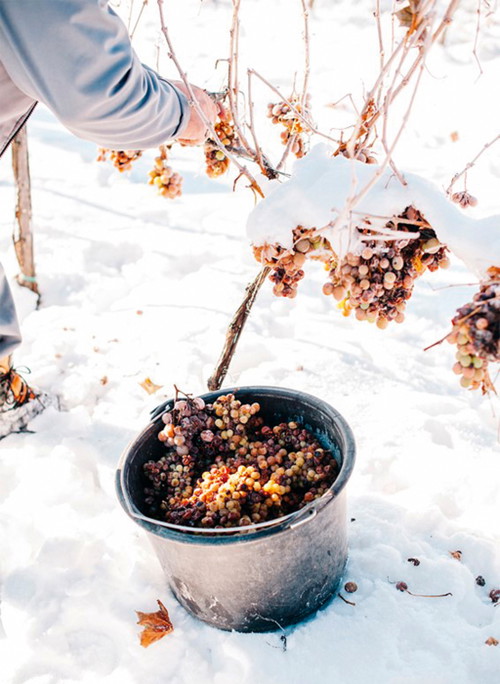 Für die begehrten Eisweine muss das Thermometer auf mindestens minus sieben Grad Celsius fallen – dann darf geerntet werden.