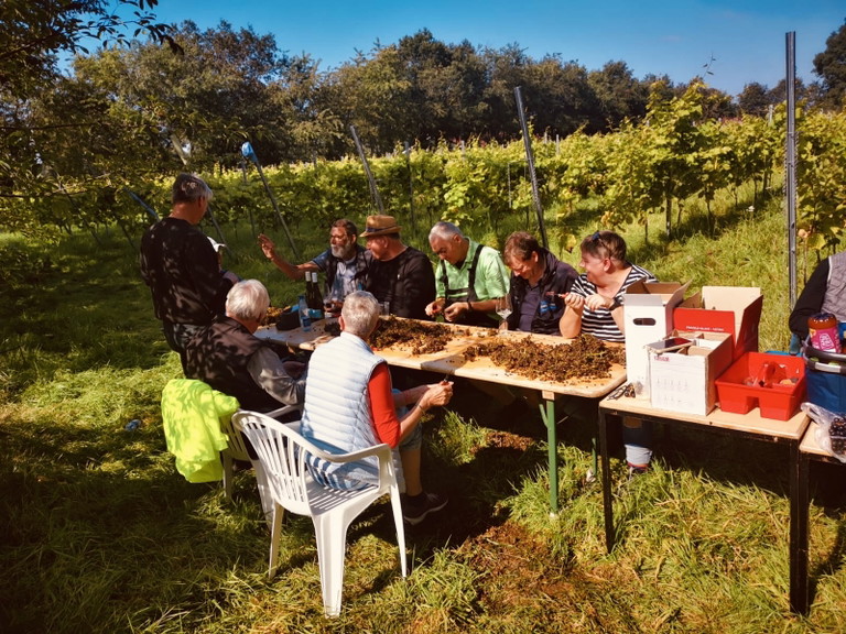 Die erste Lese der Ostfriesische Winzergenossenschaft.