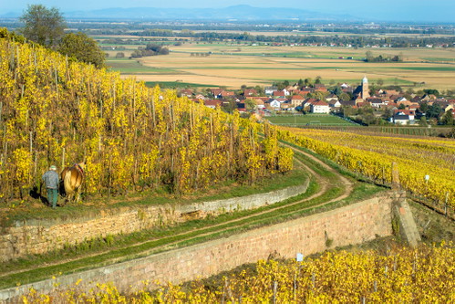 Zwischen Tradition und Innovation: Das Elsass ist die wichtigste Crémant-Gegend Frankreichs und überzeugt mit Klassikern genauso wie mit neuen, experimentellen Weinen.