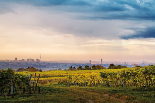 Rund 130 Winzer bewirtschaften innerhalb der Stadtgrenzen Wiens rund 600 Hektar mit einer großen Zahl an Rebsorten.