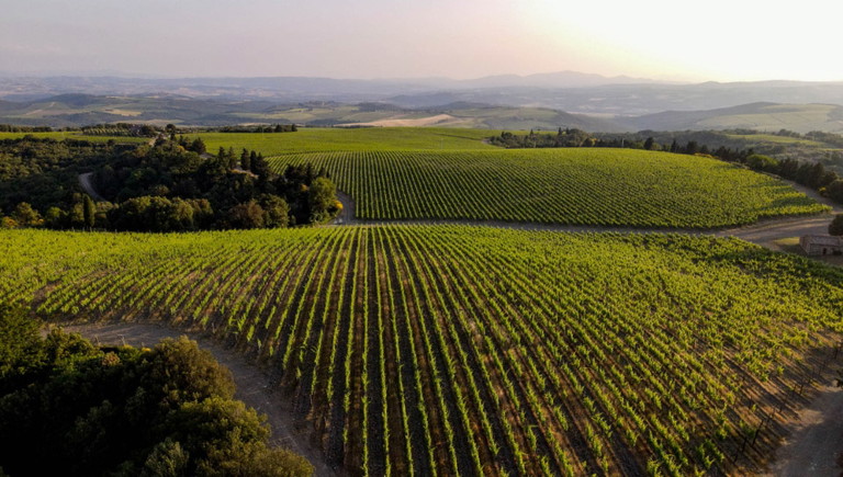 I vigneti della Tenuta Luce