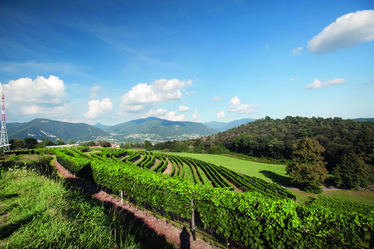 Gialdi Vini produziert im Süd- und Nordtessin Weine. Vom Bianco Rovere, einem weiss gekelterten und im Barrique ausgebauten Merlot werden jährlich 130.000 Flaschen hergestellt. 