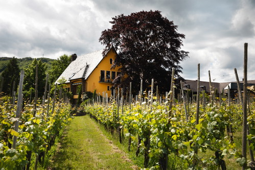 Das Weingut St. Urbans-Hof in Leiwen.