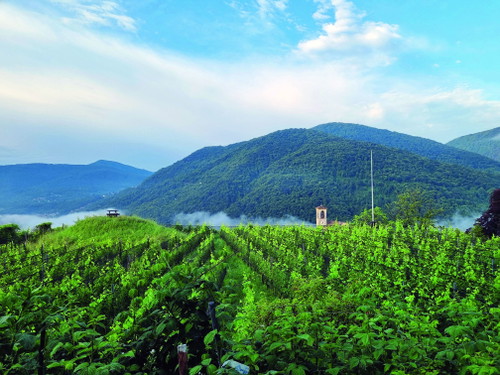 Beim Weingut Zündel spielen Weissweine schon länger eine bedeutende Rolle. Einen wichtigen Chardonnay-Rebberg musste man wegen der Goldgelben Vergilbung roden. 