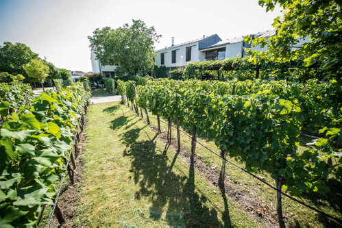 Das Weingut Kracher.