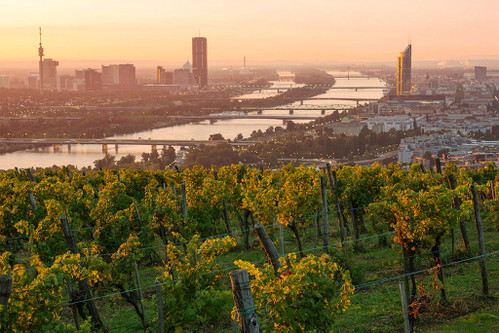 Der Nussberg im 19. Bezirk gilt als eines der besten Terroirs und bietet zudem einen atemberaubenden Blick auf Stadt und den Donaustrom.