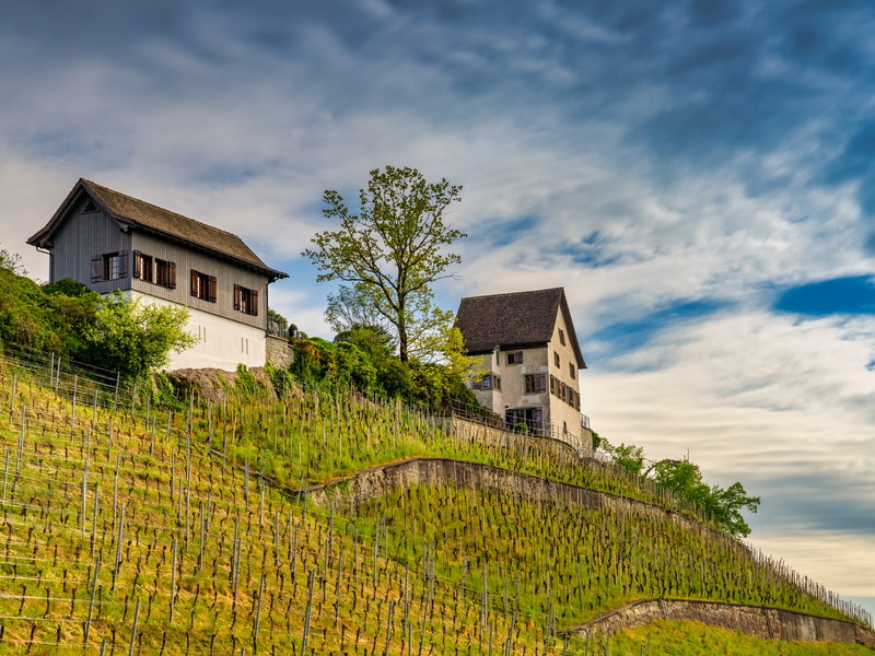 Weinberge am Zürichsee bei Rapperswil (SG).