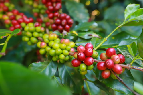 So sieht die Kaffee-Pflanze (Coffea) aus.