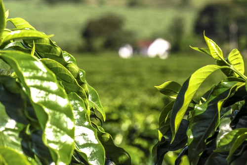 Eine Plantage in Brasilien.