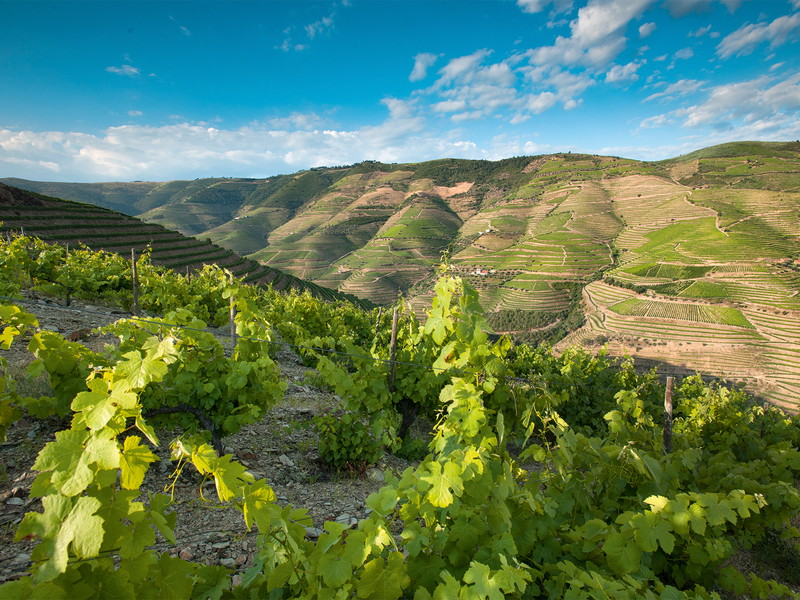 In den eindrücklichen Rebbergen des Douro-Tals reifen die Trauben für den legendären Portwein. 