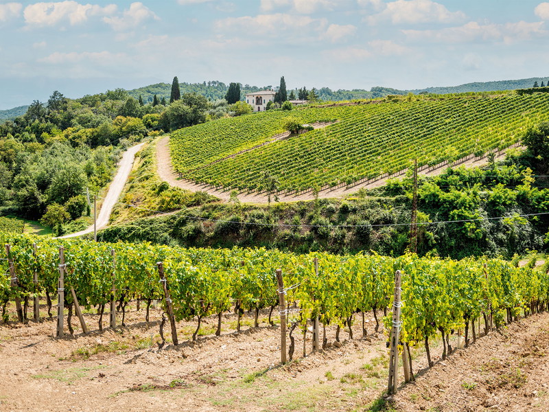 Klassische italienische Weinbaulandschaften findet man an den Hängen um Montalcino einige. 