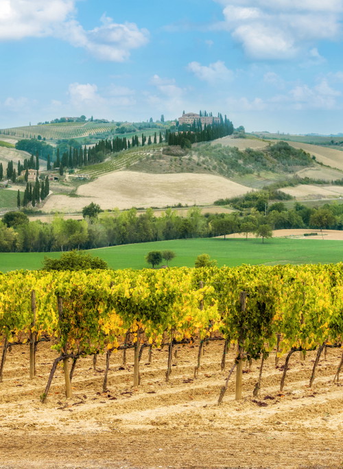 Am weitläufigen Südhang von Montalcino wechseln sich Weingärten mit Getreide- und Grünfutterfeldern ab.
