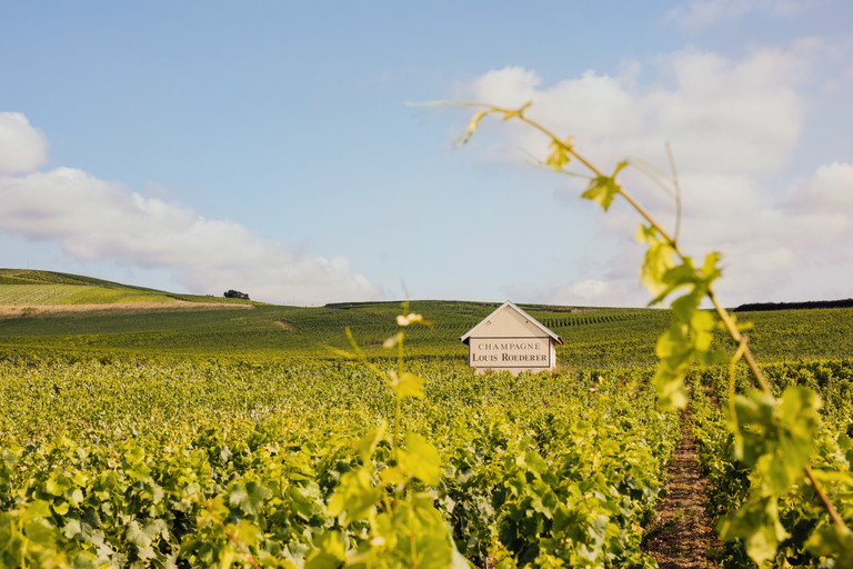 Die wertvollen Weinreben von Louis Roederer in der Champagne.
