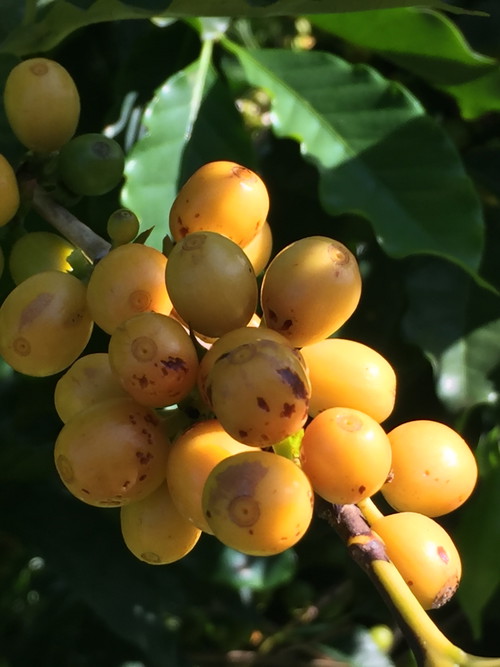 Bacche di caffè