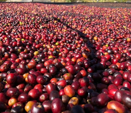 Bacche di caffè in asciugatura al sole