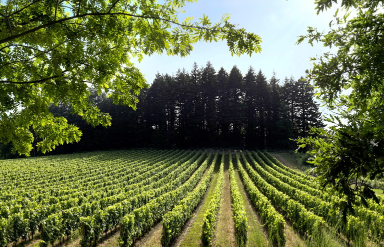 I vigneti di Castello Pomino