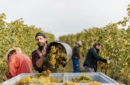 Die Weinlesezeit bei Weinkultur Preiß in Theyern ist vom generations­übergreifenden Teamwork geprägt.