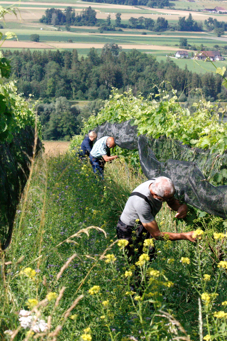 Voll begrünte, ökologisch bewirtschaftete Rebberge waren vor 25 Jahren in der Schweiz eine absolute Seltenheit. 