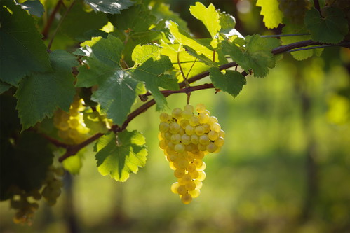Chardonnay Trauben. 