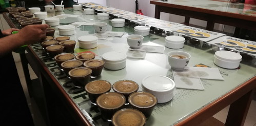 Valutazione del caffè con il metodo "cupping"