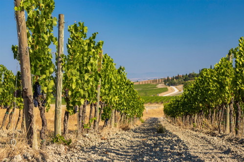 Knorrige alte Rebstöcke, gezogen auf Drahtrahmen: Hier wachsen die besten Sangiovese-Trauben für den Brunello.