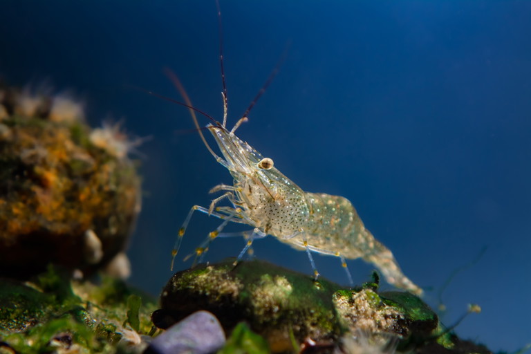 A prawn in its natural habitat.