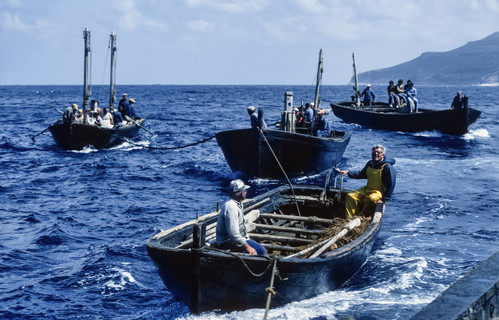 Der Fang von Thunfisch hat in Sizilien eine lange Tradition. Die Tonnaren, spezielle Netze, brachten einst die Phönizier auf die Insel.