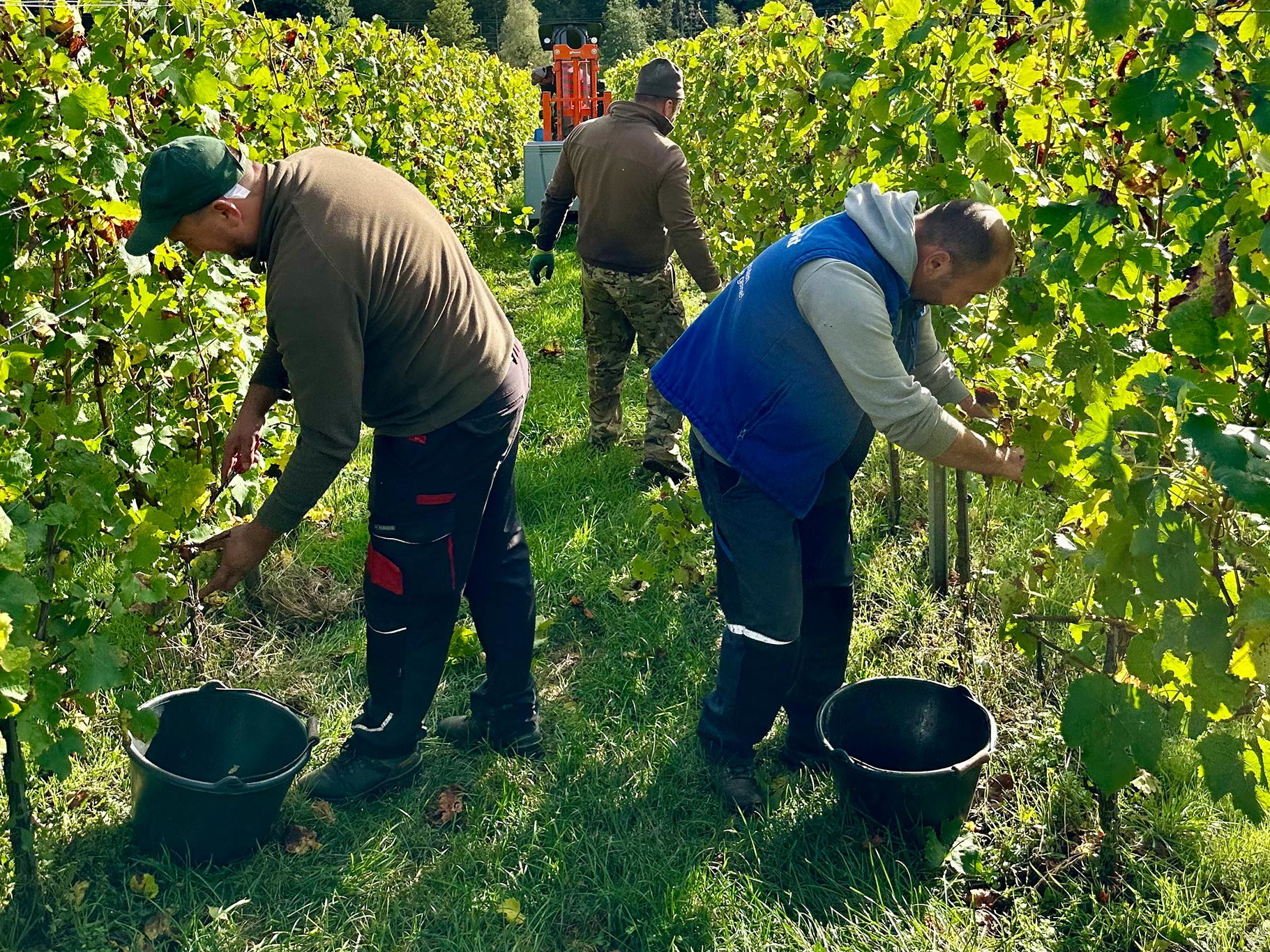 Der Verein TAGA bietet Menschen mit Behinderung neue Arbeitsplätze im Weinbau auf Gut Avelsbach.
