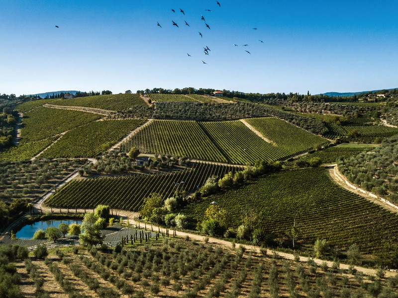 Die Weinberge von Castello di Ama zählen zu den höchsten im ganzen Gebiet.