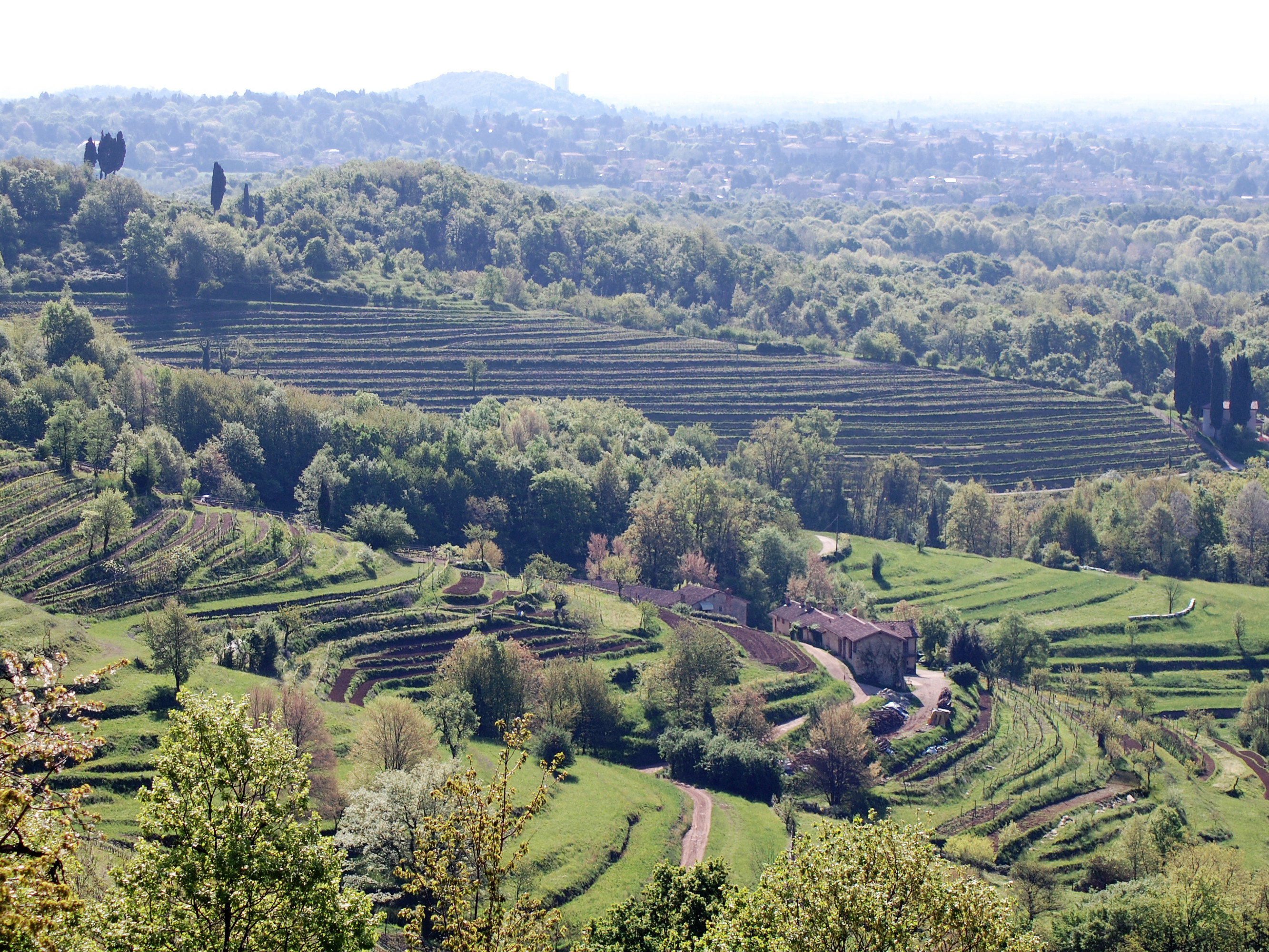 I tipici terrazzamenti della Valle del Curone, un antiteatro naturale