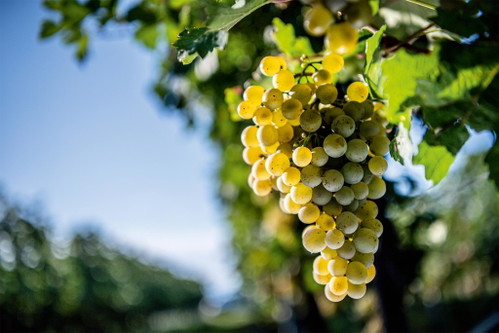Grüner Veltliner Trauben. 