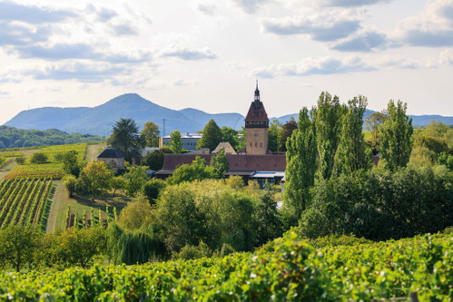 Die Südpfalz ist die Heimat des Wein- und Sektguts Wilhelmshof. Hier konzentriert man sich auf Riesling und Burgundersorten. 