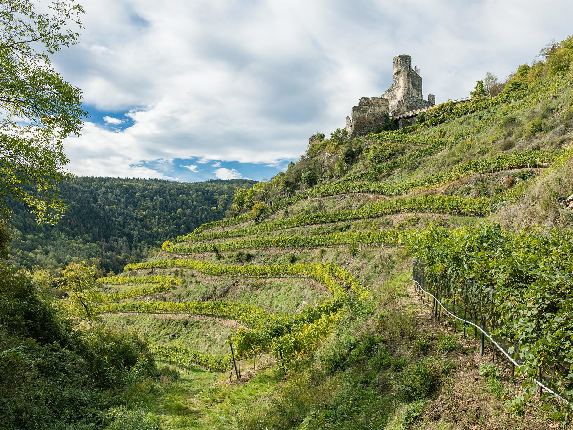 Das Weingut Proidl verfügt über beste Terrassenlagen in Senftenberg.