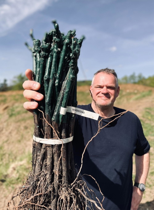 Kellermeister Heinz Frischengruber mit einem Verdicchio Rebstöck.