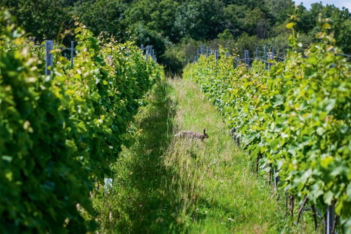 Das Weingut Kullabergs Vingård.