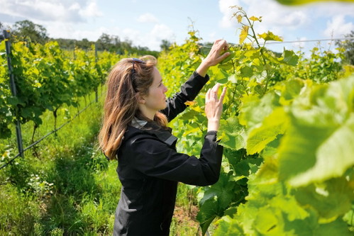Aus der PIWI-Sorte Solaris entstehen auf Thora Vingård gleich drei unterschiedliche Weine.