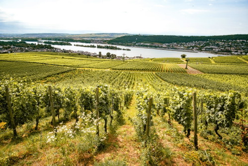Ein Anblick, der immer wieder erfreut: Weinberge in Rüdesheim mit Blick auf den Ort mit der Brömserburg und auf den Rhein. 